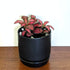 Fittonia planted in Oslo ceramic planter